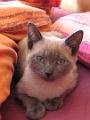 2007-03 Saphir 022